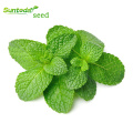 Asian garden indoesnisa spice  lemon Mint seeds  green decor